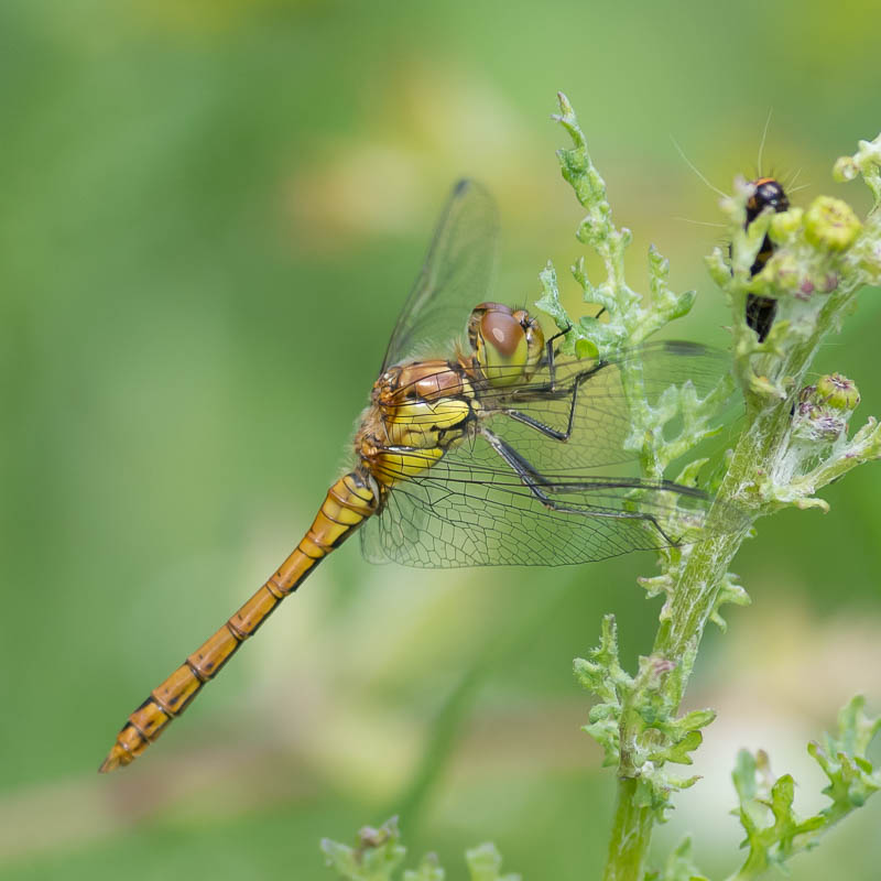 Bloedrode Heidelibel